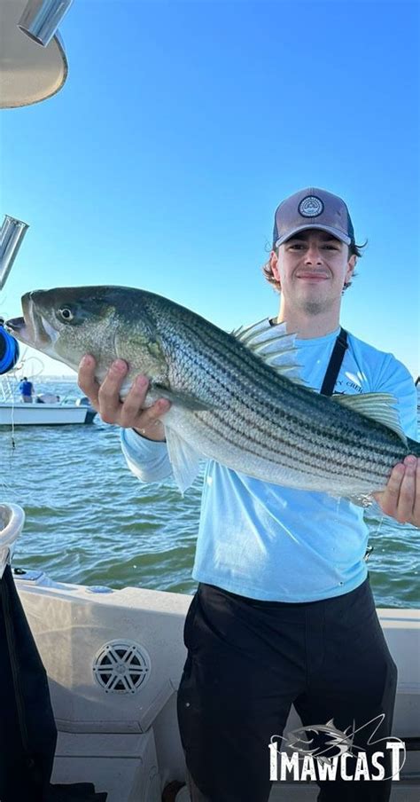 Striper Fishing Secrets and Techniques for live bait. Striped Bass .